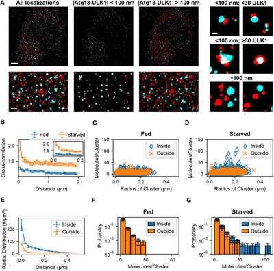 Efficient Cross-Correlation Filtering of One- and Two-Color Single Molecule Localization Microscopy Data